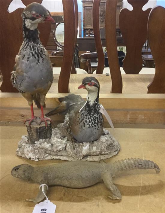 Taxidermy partridges & lizzard